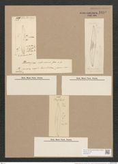 Pleurosigma salinarum Grun. (de-Toni-Nr.: Genus 13, Species 1055) Zeichnungen Sammlung Grunow Nr. 1899 (NHMW-BOT-W0369017)